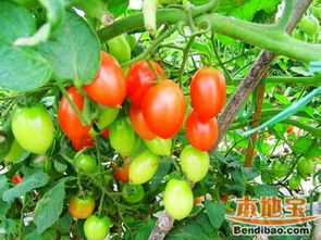 大團桃園 甜蜜特產與豐富農副產品的田園寶藏